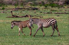 North Tanzania 8 Day Safari