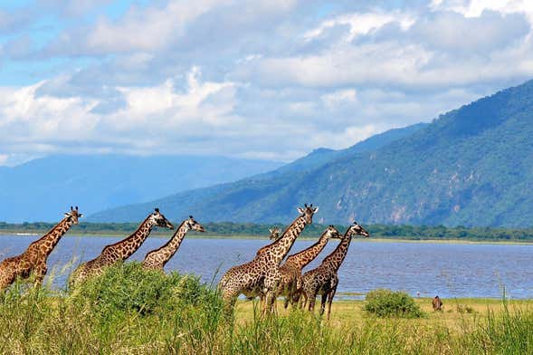 Safari por el Lago Manyara
