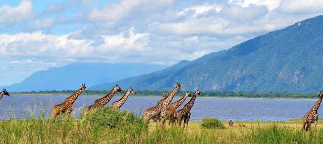 Mono Azul Salvaje, El Parque Nacional Del Lago Manyara, Tanzania, África  Fotos, retratos, imágenes y fotografía de archivo libres de derecho. Image  24898235