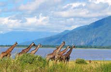 Lake Manyara Safari