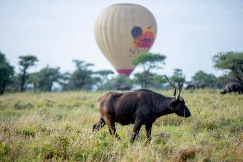 Discover the animals in the park