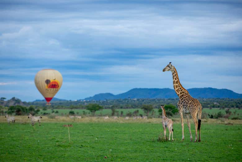 See giraffess from the hot air balloon