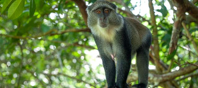 Excursão ao Jozani National Park