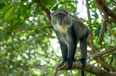 Jozani National Park Tour