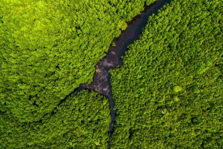 Vista aérea del Parque Nacional de Jozani