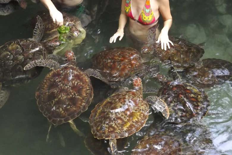 Nadando com as tartarugas