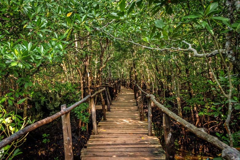 Percorrendo i sentieri della foresta