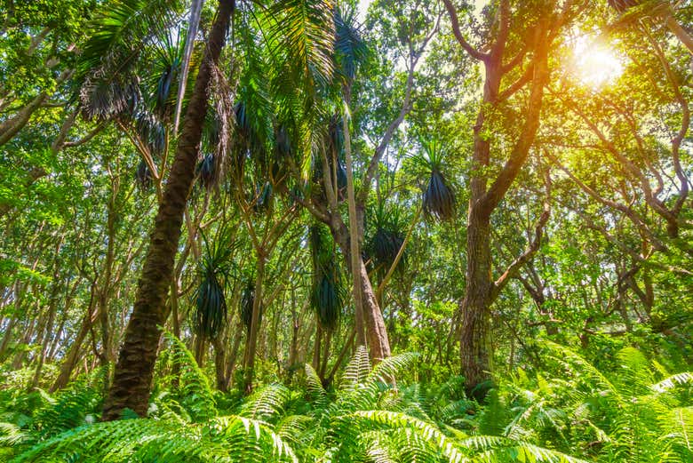 Bosque de Jozani