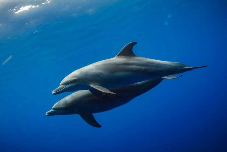 Dos delfines del Índico