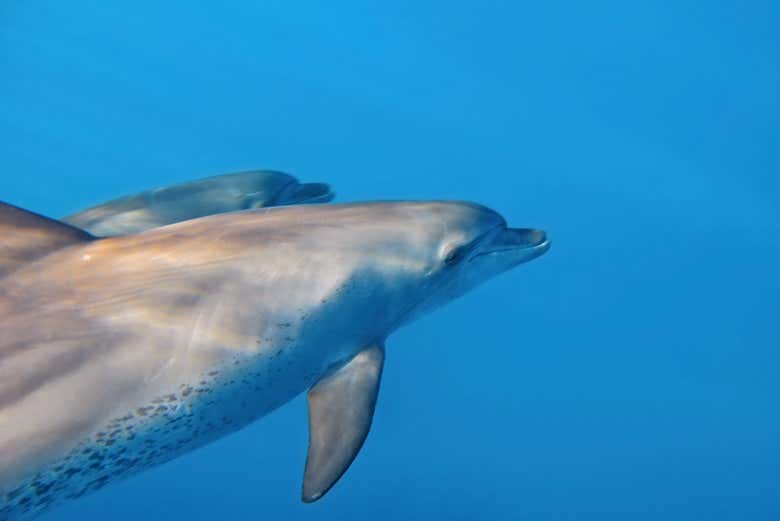 Dos delfines en Zanzíbar