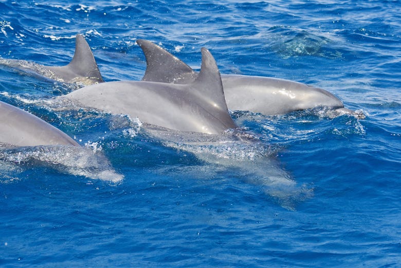 Swimming with dolphins in Zanzibar