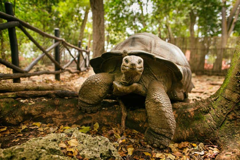 Una de las tortugas gigantes de la isla de Prisión