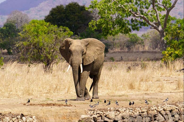 Un elefante caminando en el Parque Nacional de Mikumi