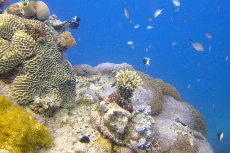Fondo marino de Tumbatu