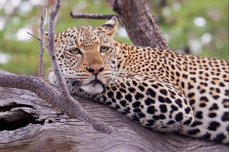Avistando un leopardo sobre la rama de un árbol
