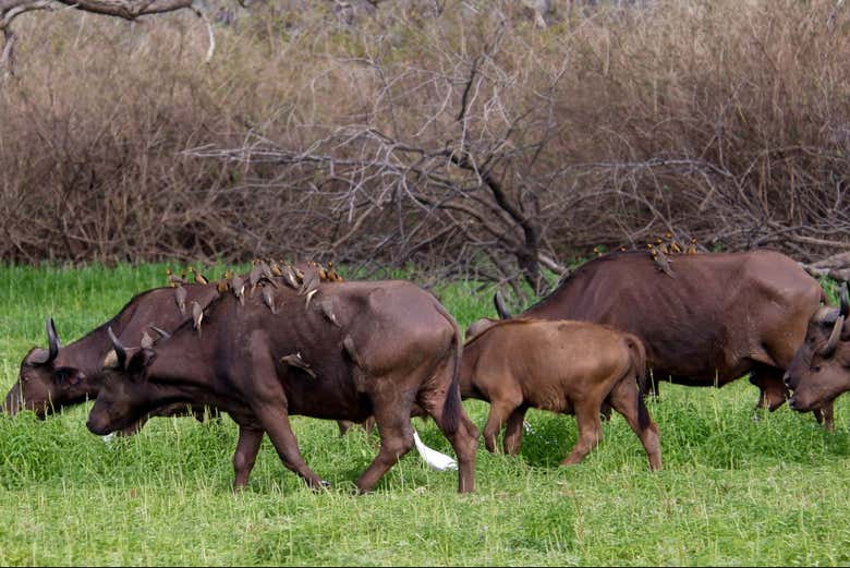 Observando búfalos en el parque