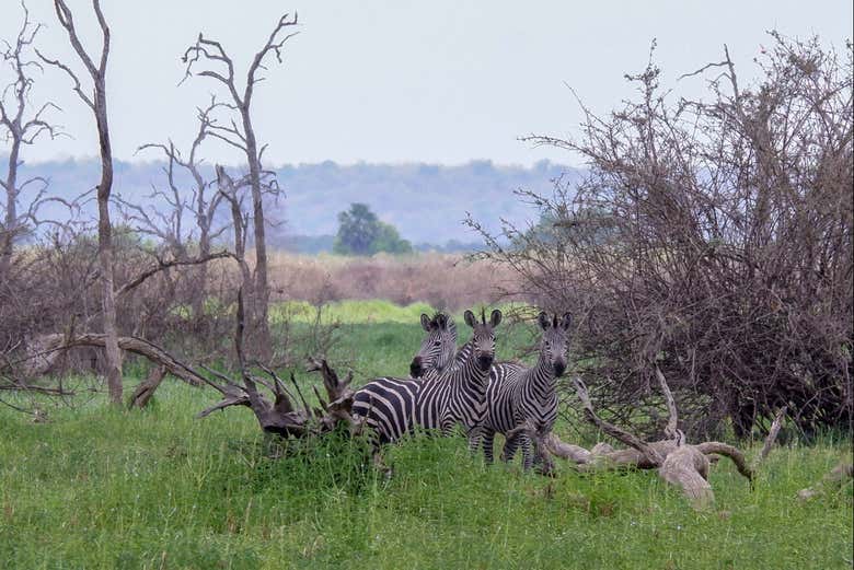 Cebras en el Parque Nacional Nyerere