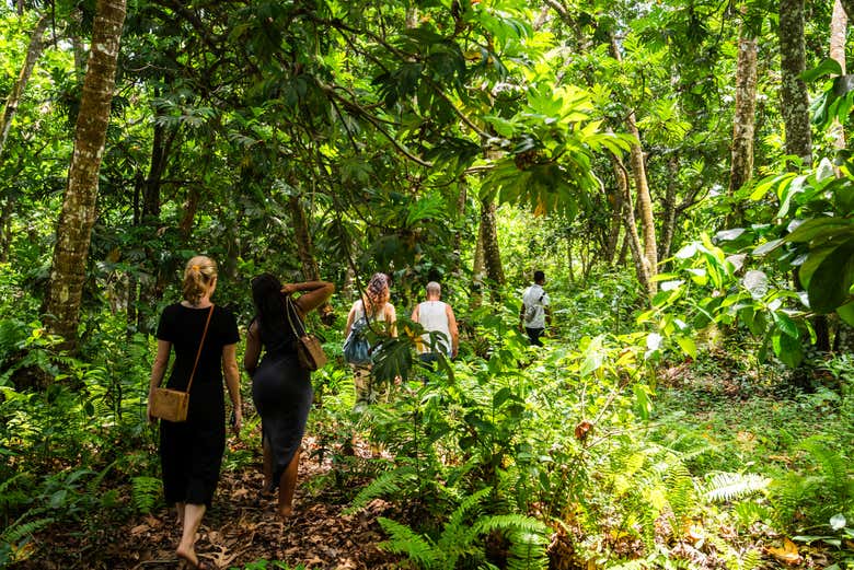 Passeando em meio das árvores
