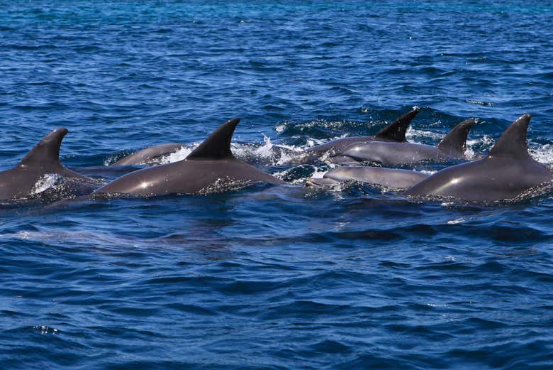 Manada de delfines