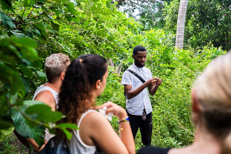 Aprenderemos sobre a floresta de Jozani
