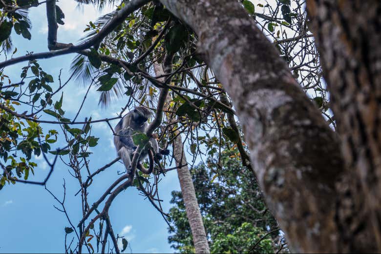 Preste atenção à biodiversidade