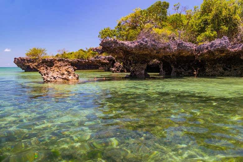 Mangroves on Kwale Island