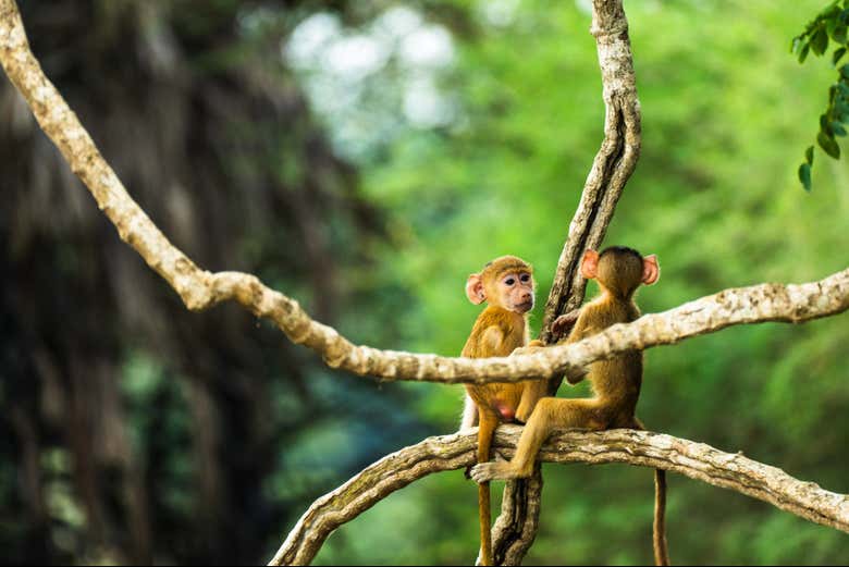 Dos simpáticos monitos