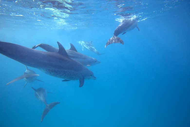 Podréis bucear junto a los delfines