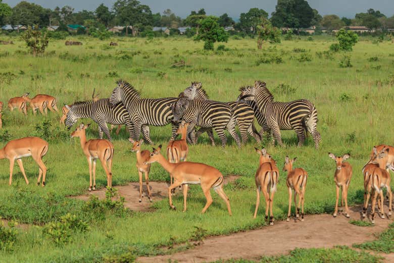 Antílopes y cebras en el Parque Nacional de Mikumi