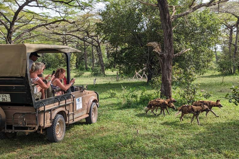Fotografiando perros salvajes