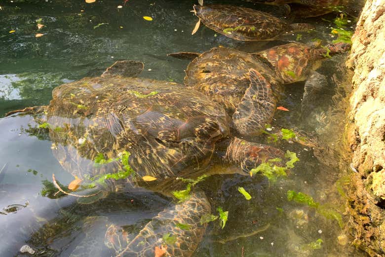 Santuário de tartarugas