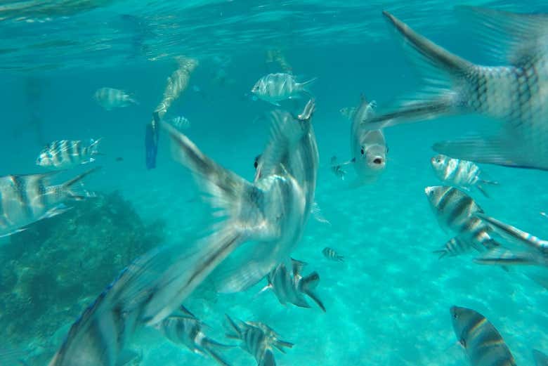 Découvrez la faune marine