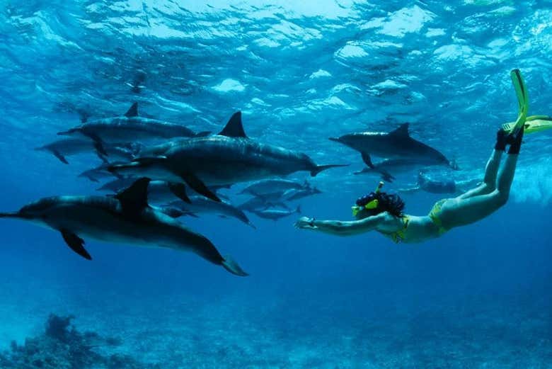 Haciendo snorkel junto a unos delfines