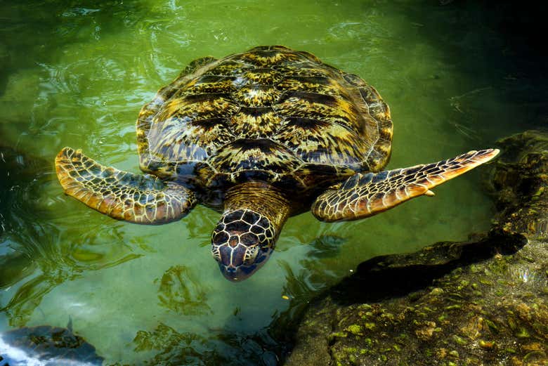 Conhecendo as tartarugas