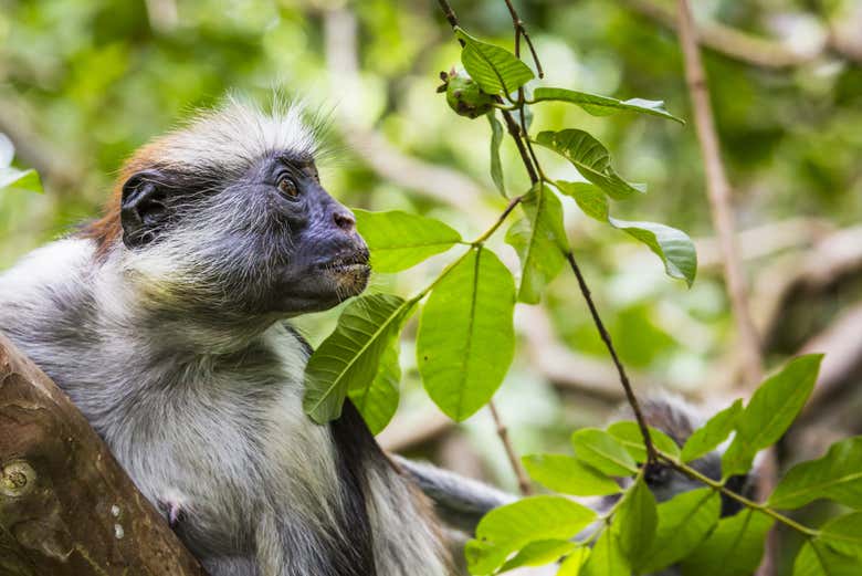 Escursione alla foresta di Jozani