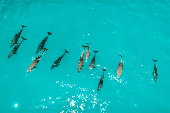 Zanzibar Swimming with Dolphins
