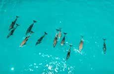 Nado con delfines en Zanzíbar