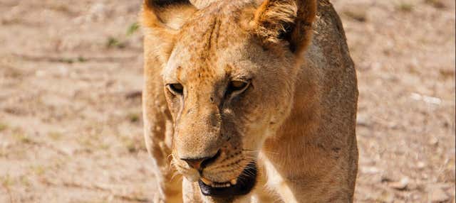 Safári pelo Parque Nacional de Mikumi + Voos de ida e volta