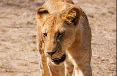 Safari por el Parque Nacional de Mikumi + Vuelos de ida y vuelta