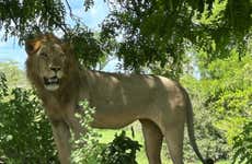 Safari por el Parque Nacional Nyerere + Vuelos de ida y vuelta