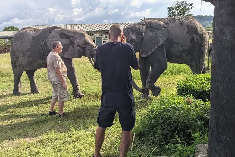 Spot elephants!