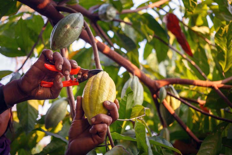 Visit a cocoa plantation