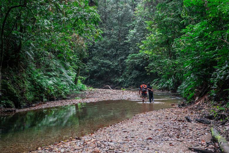 Caminando entre la selva para llegar a las Cascadas Avocat