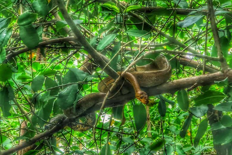 See various other species throughout the space