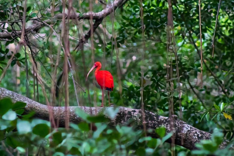 See one of Trinidad and Tobago's national birds