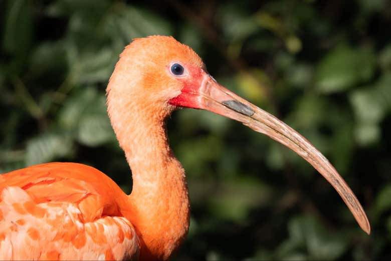 Observez les ibis rouges