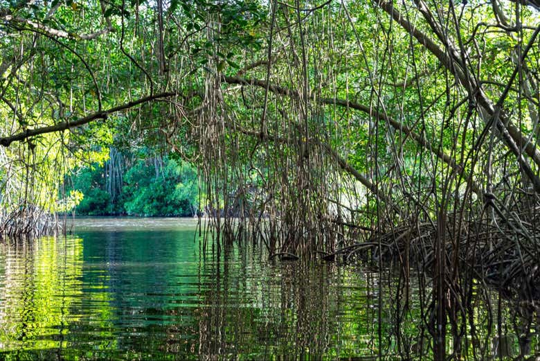 Manglares en el santuario de aves Caroni
