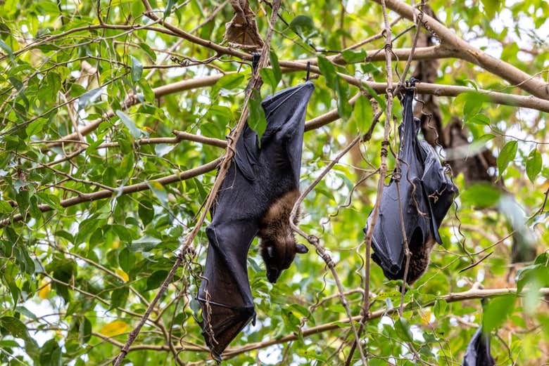 Keep your eyes peeled for the bats