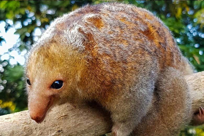 Make friends with the locals