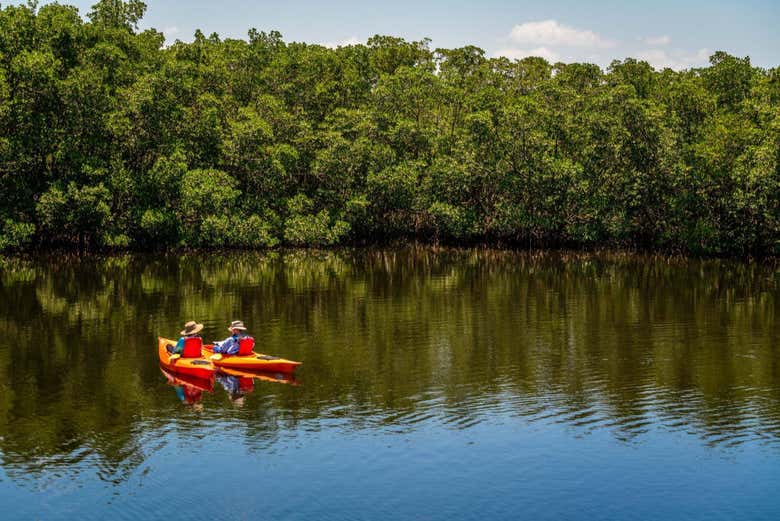 Naviguez dans la végétation luxuriante de Caroni
